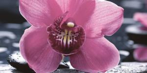 Болеро декор Орхидея