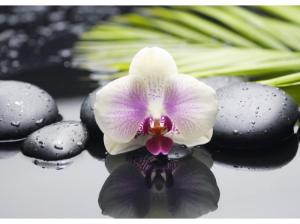 Азалия Орхидея декор 2